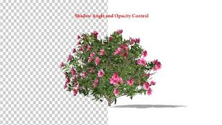 Azalea Flower Growing Animation with Wind | After Effects project | Videohive template