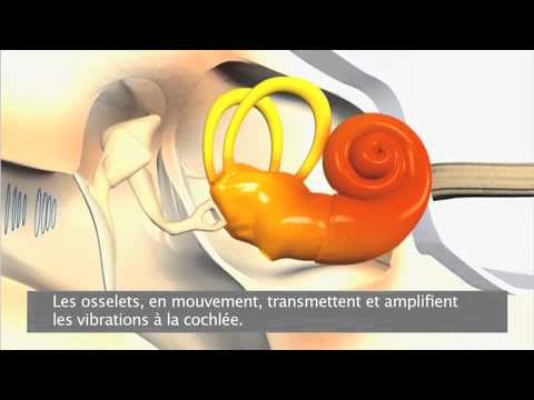 Le fonctionnement de l’audition - YouTube