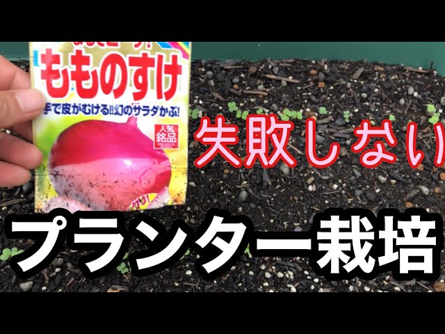 How to grow turnips without fail] Momonosuke [How to grow turnips