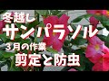 【サンパラソル】３月にやるのが吉！剪定と防虫【植え替えの前に】