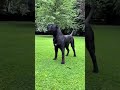 Cane Corso 🔥 Royal Dog Breed || Gaurding Dogs 🔥 #shorts