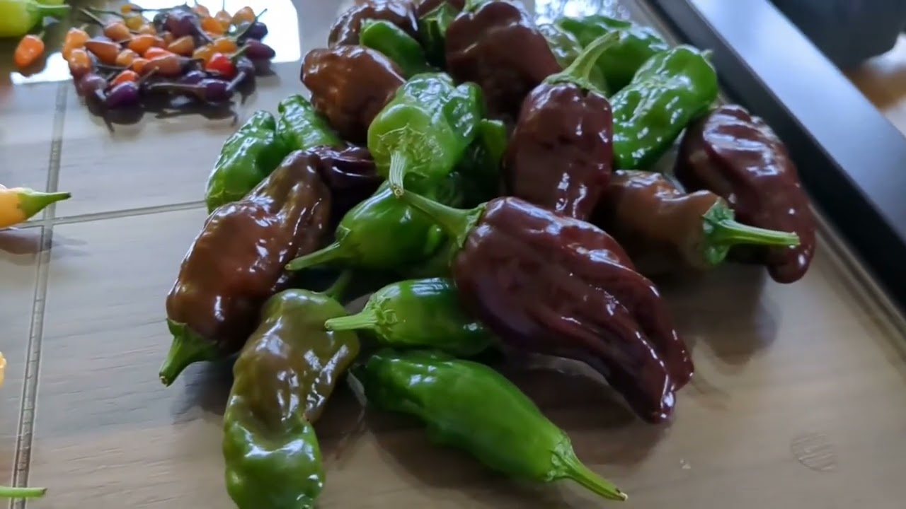 Letzte Ernte der Chili-Beeren 2024