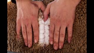 Tv Poll Merino Lot 157 2022