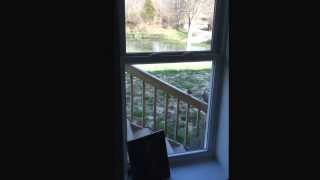 Dumb bird flies into window