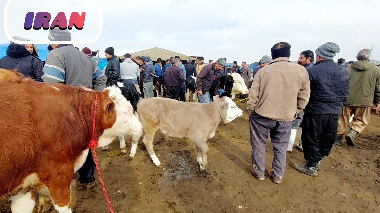 Large animal and cattle market and trading in all of Iran
