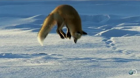 Fox Dives Headfirst Into Snow | North America - DayDayNews