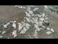 Buena pesca para un sabroso ceviche 😋