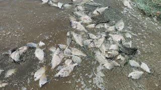 Pesca y preparación de un buen ceviche