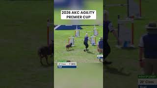 Can they beat the record?! | AKC Agility Premie...