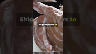 Salmonella vs Shigella