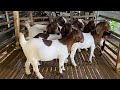 Bán 8 em dê boer cái xô lở, xô tròn vai bin lùn dày đòn cho ace về gầy đàn. 0355546423