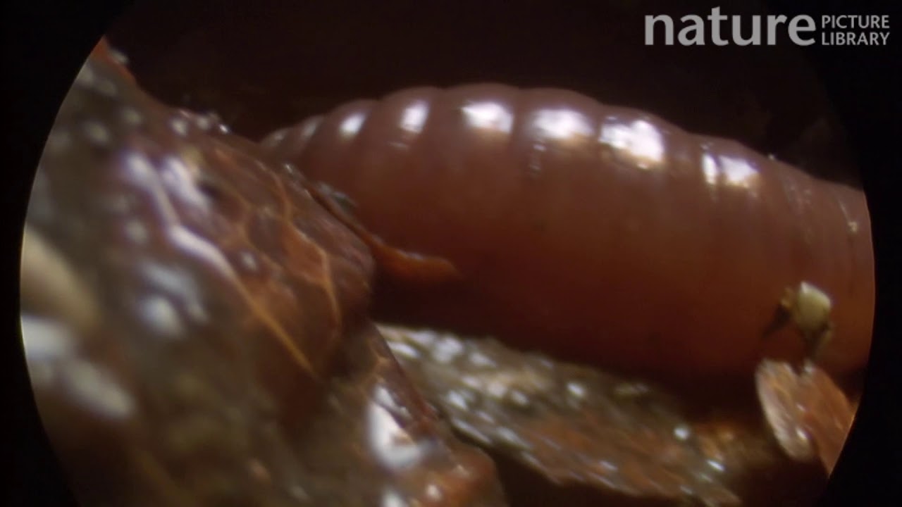 footage of chernobyl Earthworm moving through leaf litter, footage taken using an endoscopic camera