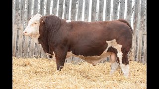 393M WOLFE FARMS 2025