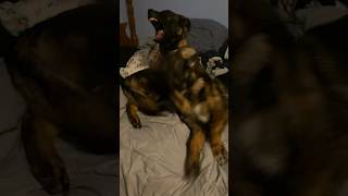 German shepherds wrestling in my bed?? gsd cute cutedog brothers puppy doglover