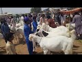 Qurbani 2024 collection  khassi bakre  friends goats farm