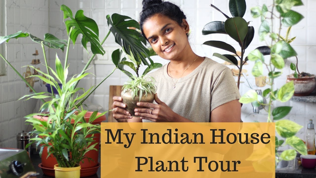 MY INDIAN HOUSE PLANT TOUR + CARE TIPS BEST INDOOR