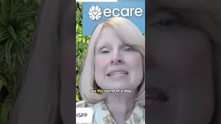 Are Anxiety Disorders More Amygdala or Cortex Based