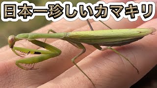 Mantis Collecting] I came across the rarest mantis in Japan in the