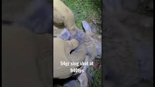 Real world slug expansion 54gr slug shot at 940fps from 47 yards