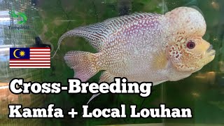 Cross Breeding Flowerhorn | Kamfa Thailand   Malaysia