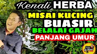📣KENALI HERBA MISAI KUCING | BELALAI GAJAH | BUASIR|PANJANG UMUR                 #herba #misaikucing