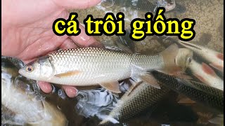 Top 7 cá trôi giống hay nhất