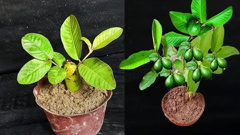 3-Step Guava Propagation Technique Using Papaya | Stimulating Large Trees And Quick Fruit Production