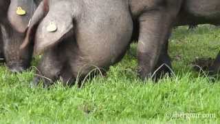Cerdos Ibéricos Comiendo Bellotas En Una Dehesa De Extremadura