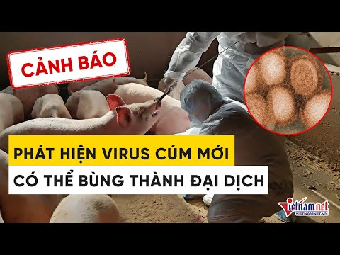 Video Phát hiện virus cúm mới có thể bùng thành đại dịch ở... - YouTube