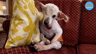 Nobody Wanted This One-Eyed Old Dog… Until One Family Changed His Life