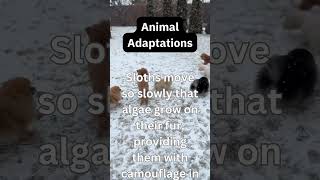 "Adapt or Perish: Exploring the Incredible World of Animal Adaptations!"