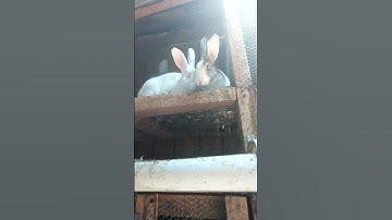 Small scale rabbit farming #rabbitfarming #rabbits #babyrabbits