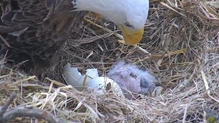Decorah North Nest ~ WELCOME TO THE WORLD DNN4 ~ Official Hatch 3.29.17
