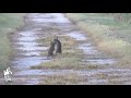 Marsh Rabbit fighting - Conejo de pantano