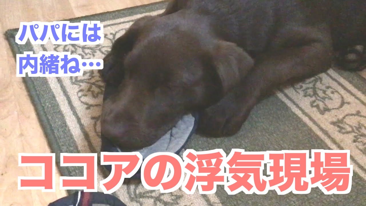 浮気現場を目撃されてごまかそうとする犬 18週ラブラドールレトリバー 18 weeks Labrador - YouTube