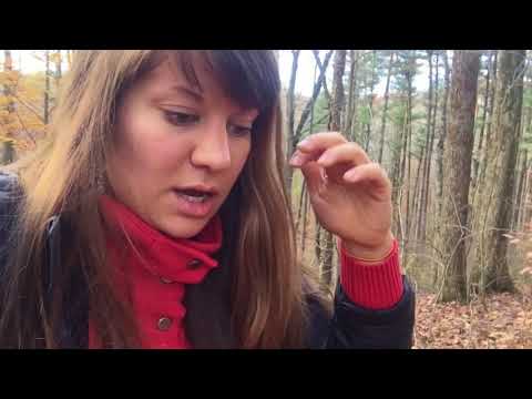 Como identificar Hemlock Woolly adelgid (HWA) em queda