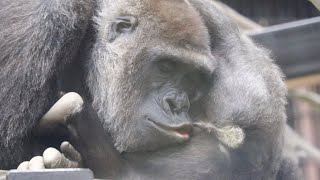 Gorilla⭐️ Mom's affection? Genki that carefully cleans the important parts of her son.【Momotaro】