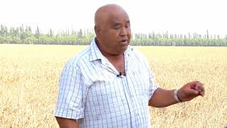 HOKIM SABAB G'ALLA UVOL BO'LMOQDA