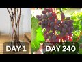 Growing grapes in pots from cutting until harvest in 240 days  growing grapes in tropical country