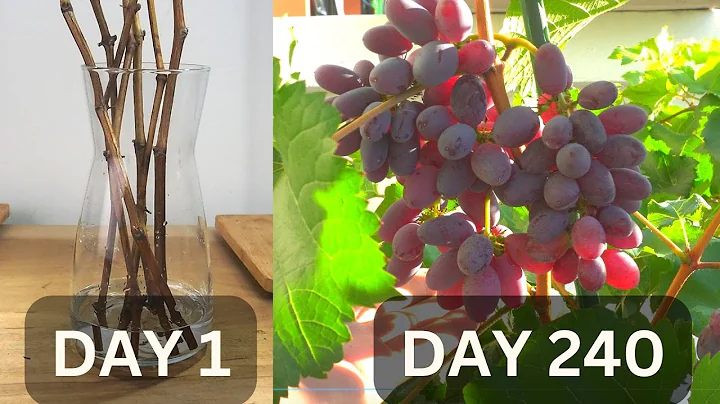 Growing grapes in pots from cutting until harvest in 240 days | Growing grapes in tropical country. - DayDayNews