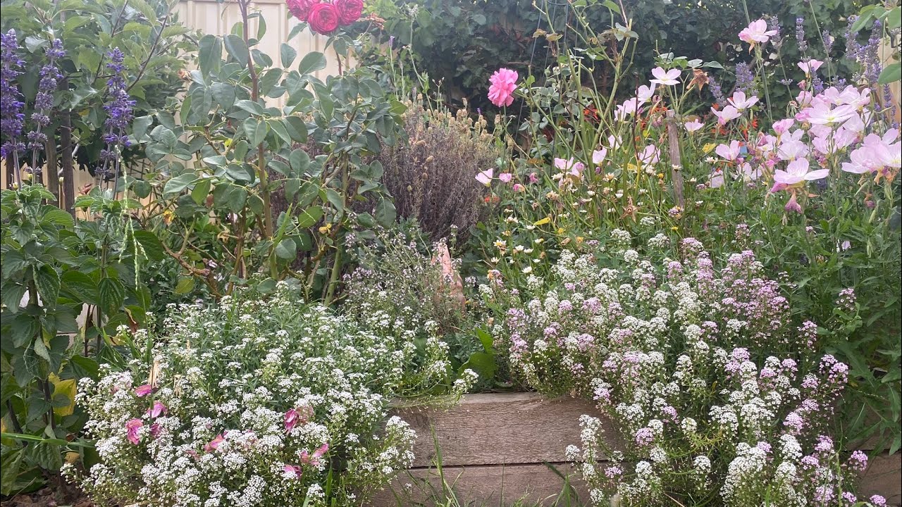 Summer Garden 3/2023, Canberra, Australia