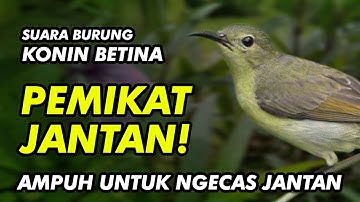 SUARA KONIN BETINA AMPUH UNTUK CAS JANTAN AGAR GACOR !
