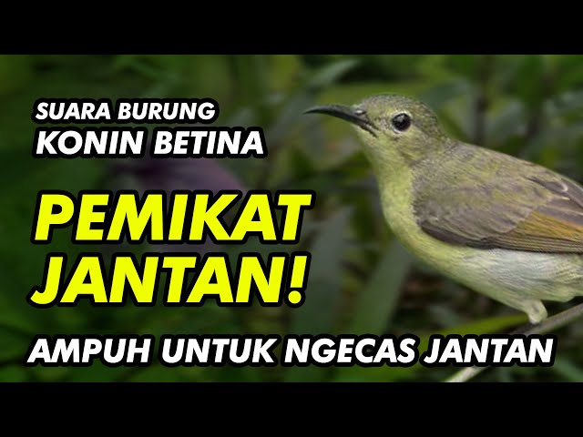 SUARA KONIN BETINA AMPUH UNTUK CAS JANTAN AGAR GACOR ! class=