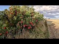 Harvesting apples before the storm at our scottish highlands homestead