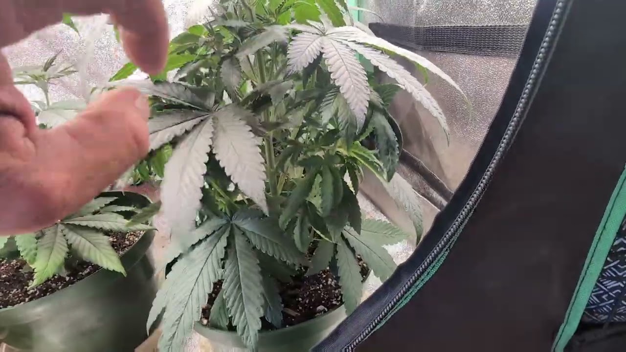 7-12-25 Permanent Marker starting to Flower