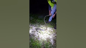 #burmesepythons #fypシ #snake #florida #animal #foryou #foryoupage #explorepage #explore #python #fyp