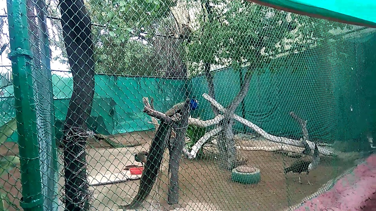 camera iphone 8 plus apk Seeing a peacock in Hydrlerabad Zoo