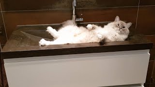 Running A Household With Ragdoll Cats  Who Said It Was Easy?