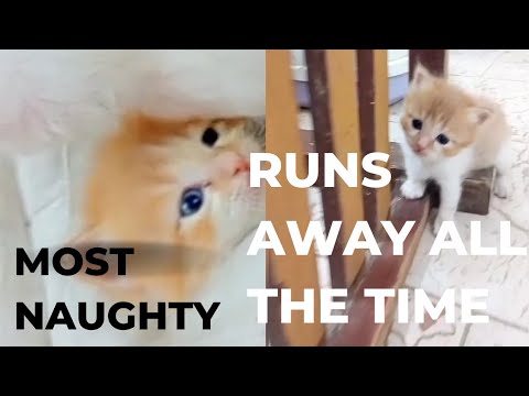cute naughty kitten 🐾🐈 from day one to today 😻 - YouTube