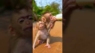 #cute #animal #petmonkey  #monkey #sad #love #poormonkey #littlemonkey #smartmonkey
